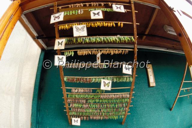 eclosoir papillons.JPG - Chrysalides de papillons exotiquesEclosoirSerre à papillons, France